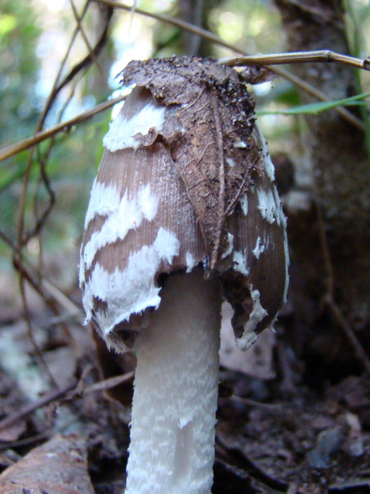 Escursione nel Parco nazionale del Circeo